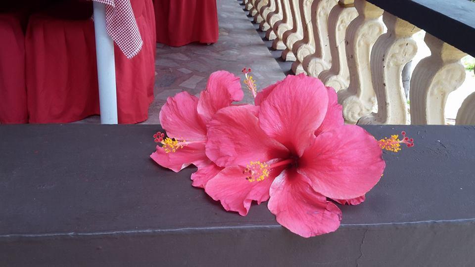 Casakeja Inn Panglao Island Exterior photo